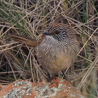Short-tailed Grasswren